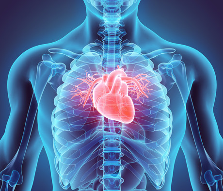 The tell-tale heart: 'beating' human heart muscle created from stem cells Adobestock 110034497