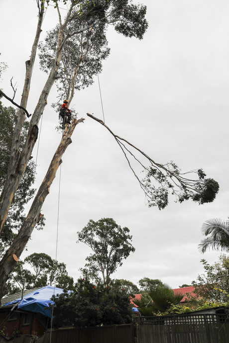 Tree safety targeted by new project Arborists6