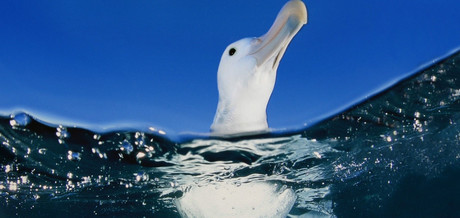 Underwater bait setter to save the albatross Albatross