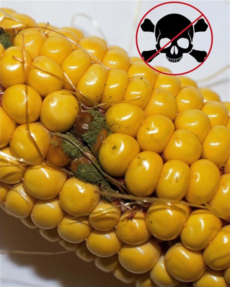 The molecule that protects against aflatoxin Image001