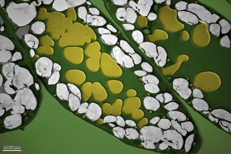 Producing oil in plant leaves Oil boom