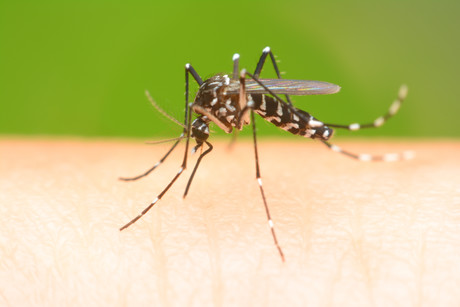 Weeding out malaria Adobestock 97053715