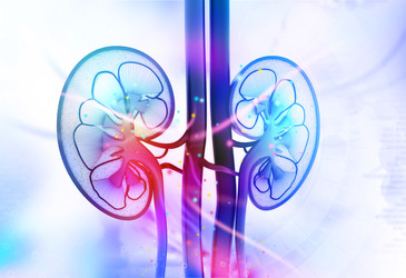 Monash discovery paves way for growing replacement organs Monash discovery paves way for growing replacement organs