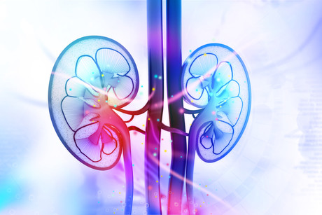 Monash discovery paves way for growing replacement organs Dollarphotoclub 88982501