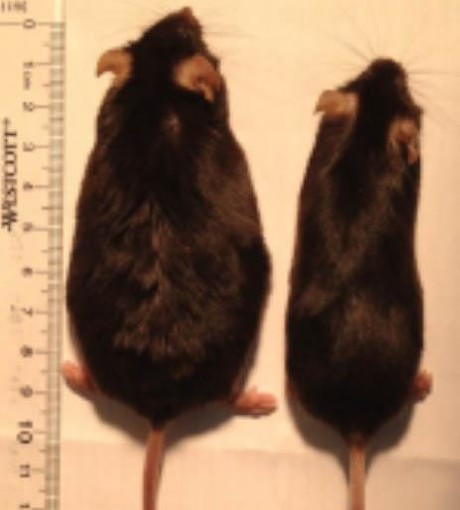 You don't have to eat food to get fat — just smell it Image001