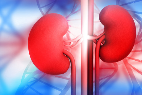 Common steroid for kidney disease linked to infection risk Adobestock 98376002