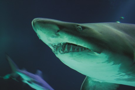 Measuring shark bite force with load cells Freeimages chatrin o rockerz