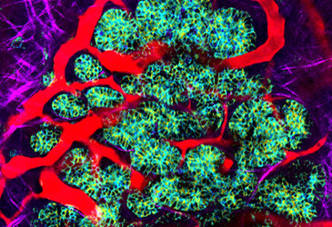 Biosensor mouse lights up the 'skeleton' within cells Biosensor mouse lights up the 'skeleton' within cells
