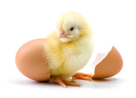 Automation firm hatches plan to boost poultry production Adobestock 83758308