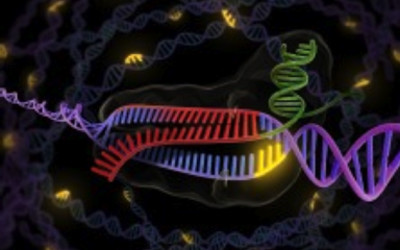 GeneCopoeia Genome-CRISP CRISPR products and services