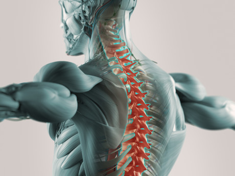 Flexible lithium-ion battery shaped like the human spine Adobestock 104349619