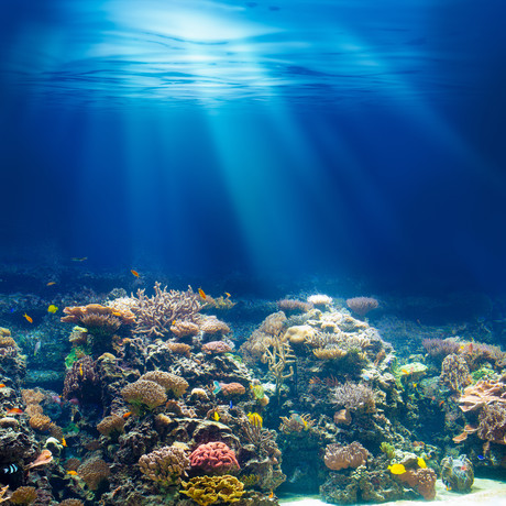 USDA divides the organic industry with carrageenan decision Adobestock 63761461