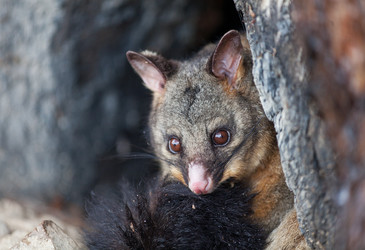 Tackling antibiotic resistance, one piece of possum poo at a time Tackling antibiotic resistance, one piece of possum poo at a time