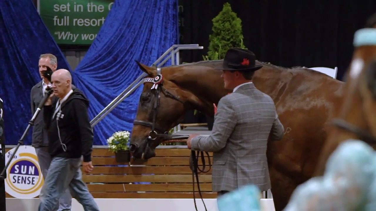 Equestrian Australia Show Horse Nationals at Werribee Racing Victoria