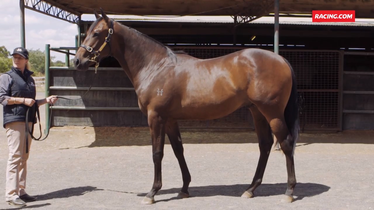 Maluka Draft Melbourne Inglis Premier Yearling Sale