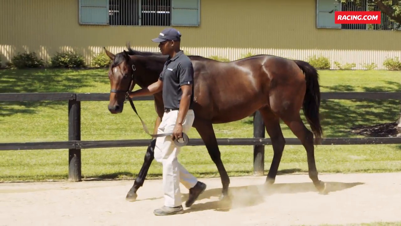 Blue Gum Farm Inglis Melbourne Premier Yearling Sale