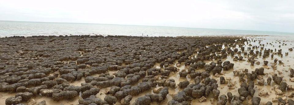 Stromatolites