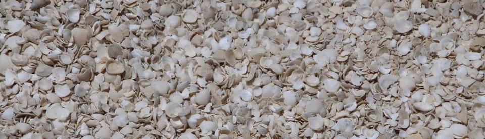 Shell Beach