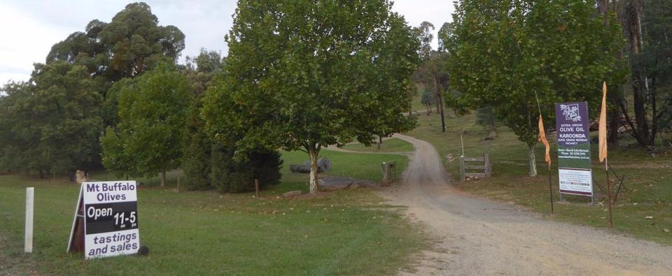 Mt Buffalo Olives