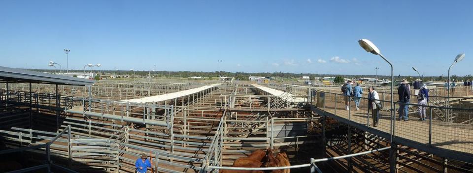 Roma Saleyards