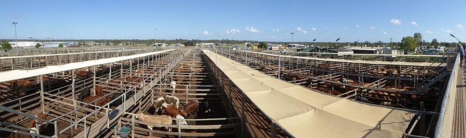 Roma Saleyards