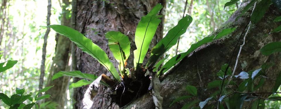 Mossman Gorge - Rainforest Circuit Track