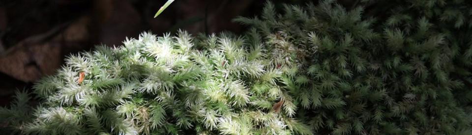 Mossman Gorge - Rex Creek Suspension Bridge