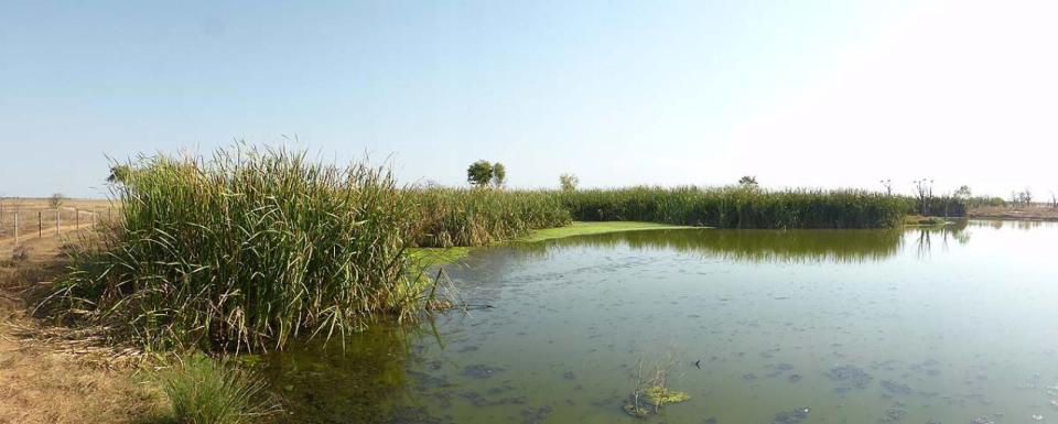 Derby Waste Water Wetlands