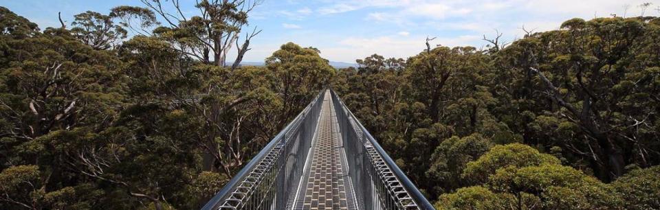 Valley of the Giants Treetop Walk