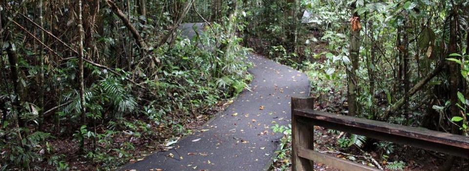 Malanda Falls Rainforest Walk