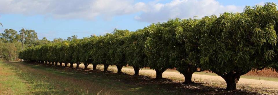 Jaques Coffee Plantation