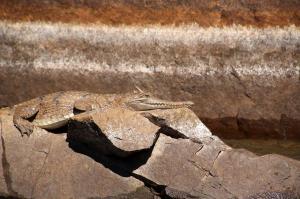 Go to Katherine Gorge - Nitmiluk Tours, Katherine NT 