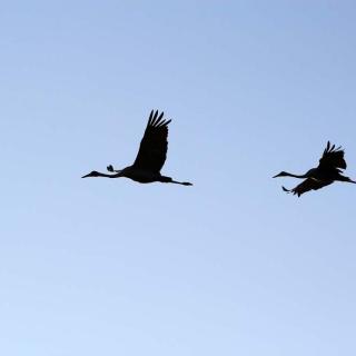 Yellow Water Cruises - Gagudju Dreaming