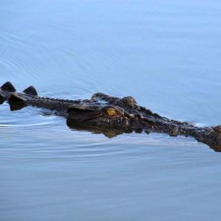 Yellow Water Cruises - Gagudju Dreaming