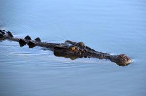 Go to Yellow Water Cruises - Gagudju Dreaming, Cooinda Lodge Kakadu NT 
