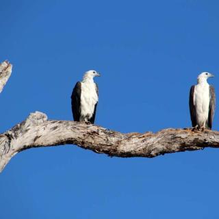Yellow Water Cruises - Gagudju Dreaming
