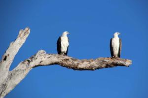Go to Yellow Water Cruises - Gagudju Dreaming, Cooinda Lodge Kakadu NT 