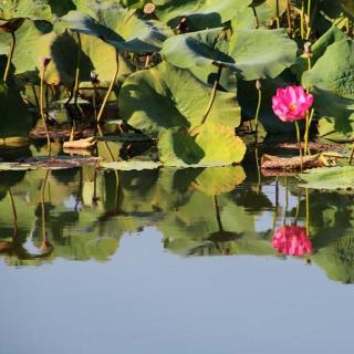 Yellow Water Cruises - Gagudju Dreaming