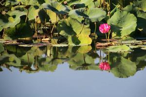 Go to Yellow Water Cruises - Gagudju Dreaming, Cooinda Lodge Kakadu NT 