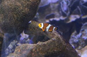 Go to Ocean Park Aquarium, Denham WA 
