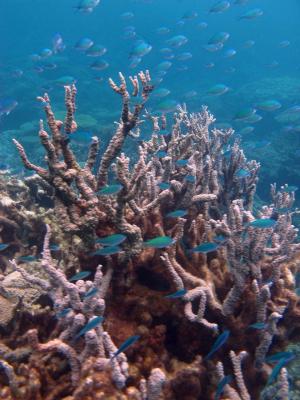 Go to Coral Bay Ecotours, Coral Bay WA 