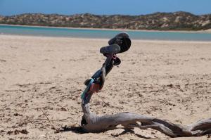 Go to Shark Sanctuary, Coral Bay WA 