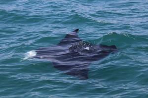 Go to Resources Harbour Tour, Dampier WA 