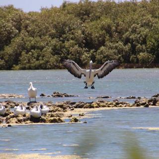 Mangrove Bay - Bird Hide