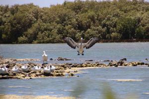 Go to Mangrove Bay - Bird Hide, Cape Range NP WA 