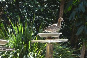 Go to NRMA Murramarang Beachfront Nature Resort, South Durras NSW