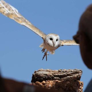 Alice Springs Desert Park