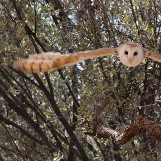 Alice Springs Desert Park