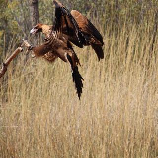Alice Springs Desert Park