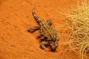 Go to Alice Springs Desert Park, Alice Springs NT 